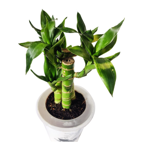Lotus Bamboo Plant - in self watering pot - Image 2