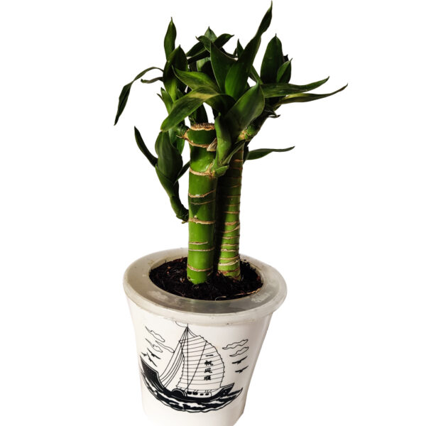 Lotus Bamboo Plant - in self watering pot