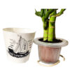 Lotus Bamboo Plant - in self watering pot - Image 3