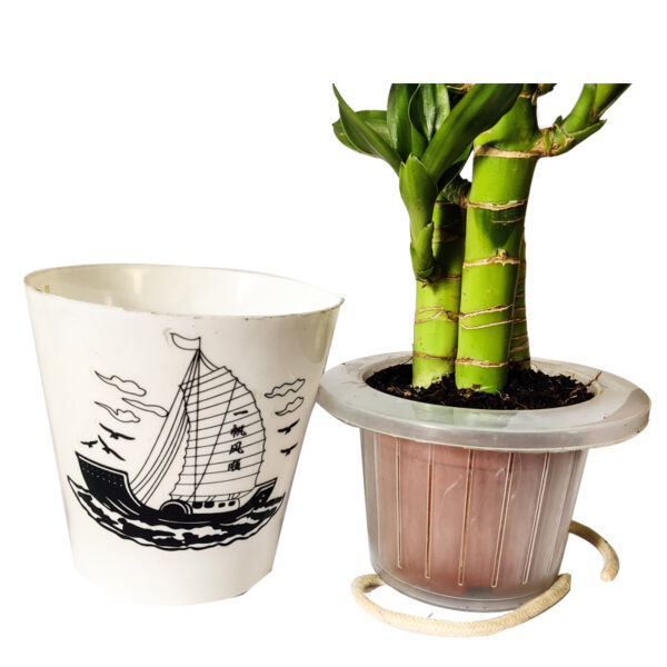 Lotus Bamboo Plant - in self watering pot - Image 3