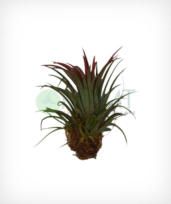 Tillandsia (Air Plant) - Image 3