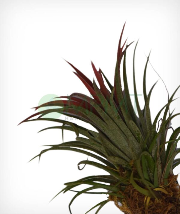 Tillandsia (Air Plant) - Image 2