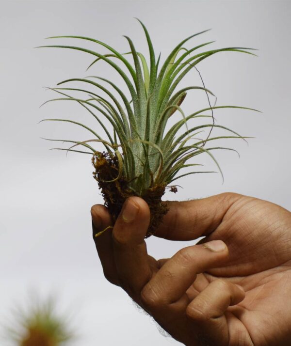 Tillandsia (Air Plant)