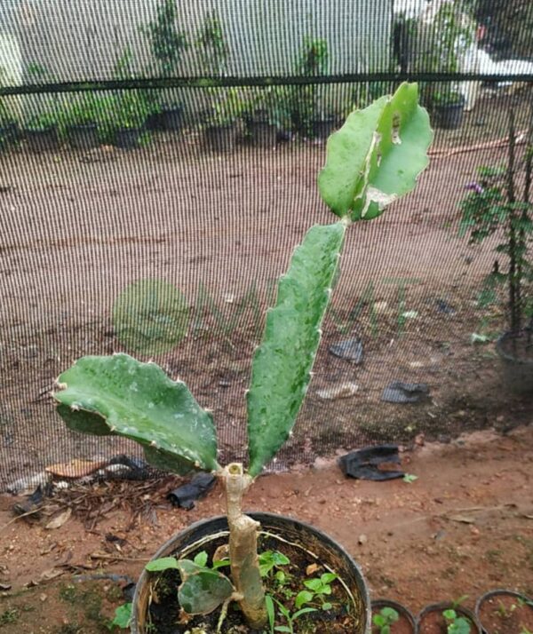 Dragon fruit plant - Bangalore Delivery only