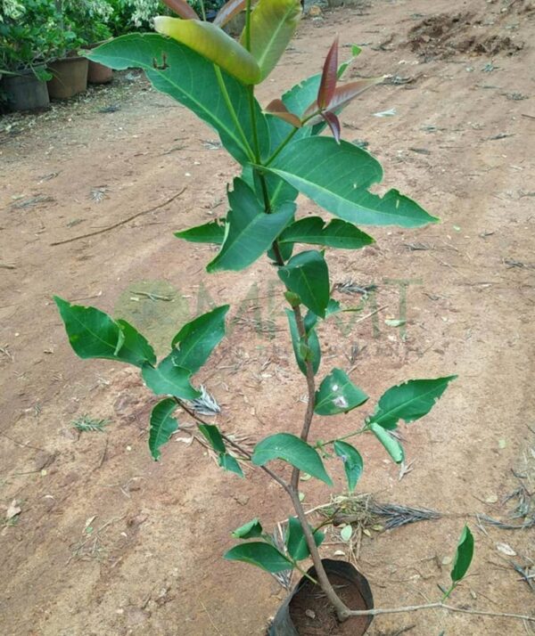 Red Water Apple - Bangalore Delivery only