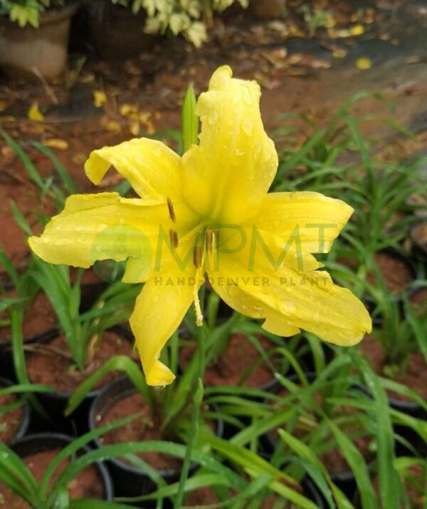 Daylily - Hemerocallis