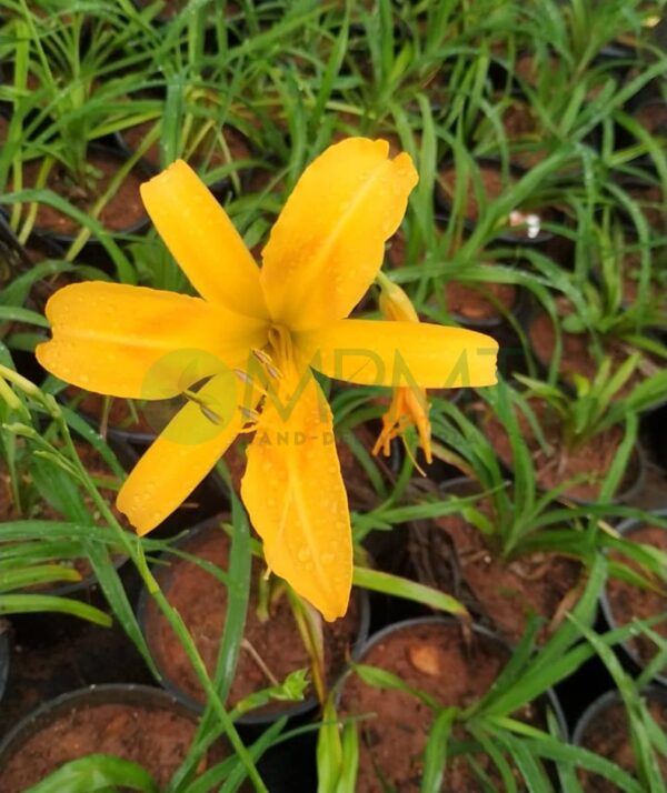 Daylily - Hemerocallis - Image 2