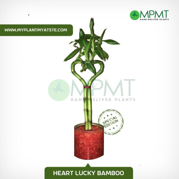 Heart Shaped Spiral Bamboo