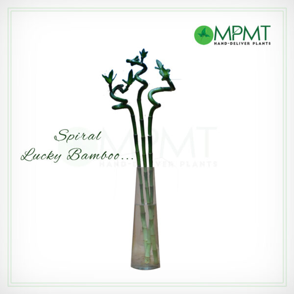 Spiral Lucky Bamboo Pack of 3
