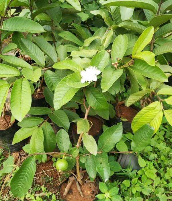 Arka Kiran Guava - Sapling Plant