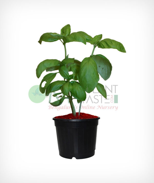 Basil Plant