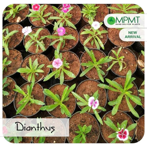 Dianthus Plant