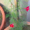 Cypress vine - Red