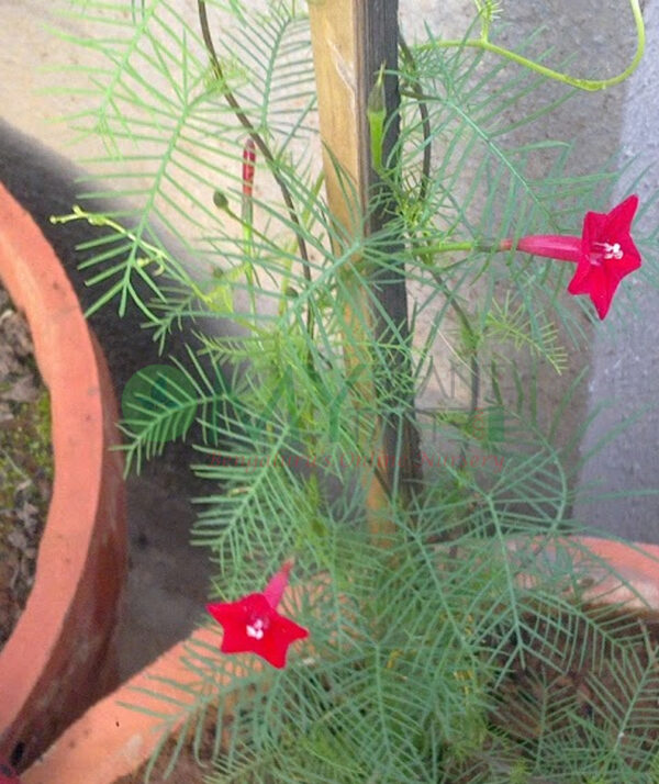 Cypress vine - Red