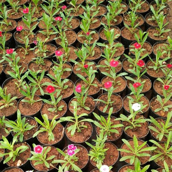 Dianthus Plant - Image 2
