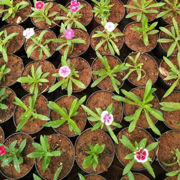 Dianthus Plant - Image 3