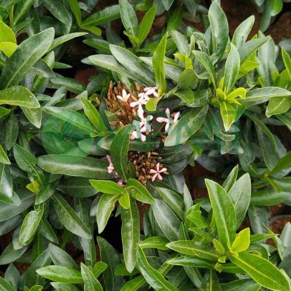 Dwarf-Ixora-plant