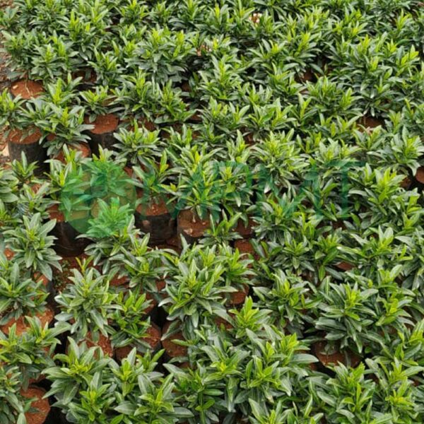 Dwarf Ixora Plant - Image 4