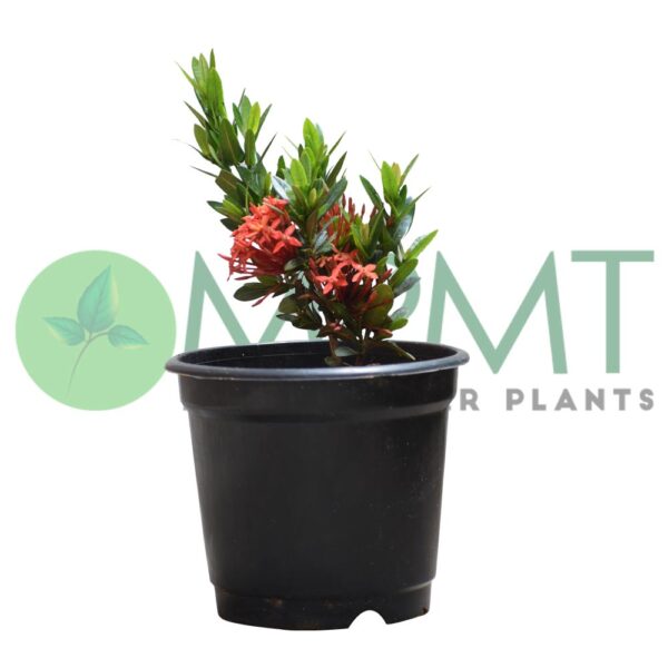 Dwarf-Ixora-plant