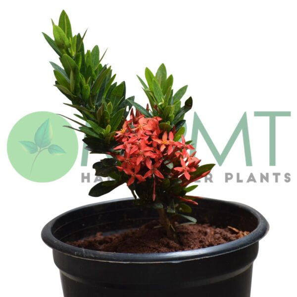 Dwarf Ixora Plant - Image 2