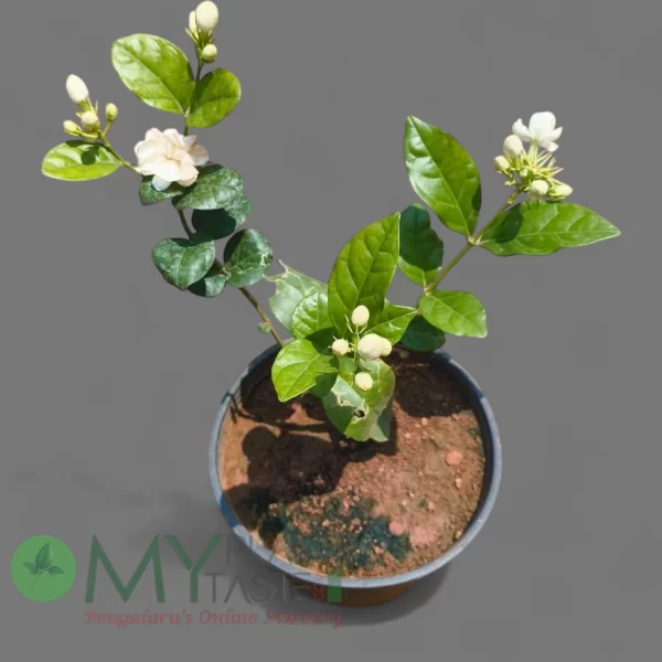 Jasmine Plant – Dundu Mallige – Bangalore Delivery