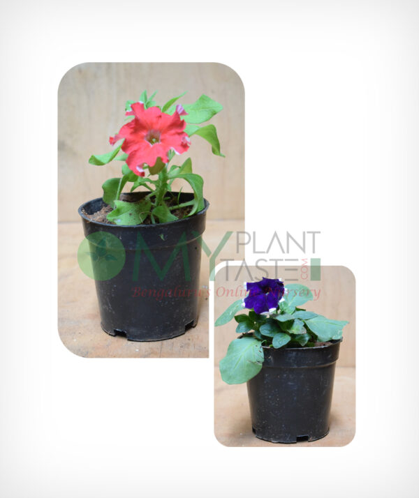 Petunias - Bangalore Delivery only