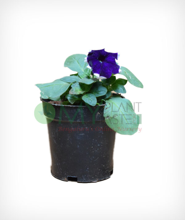 Petunias - Bangalore Delivery only - Image 2