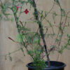 Cypress vine - Red - Image 3