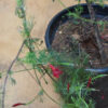 Cypress vine - Red - Image 2