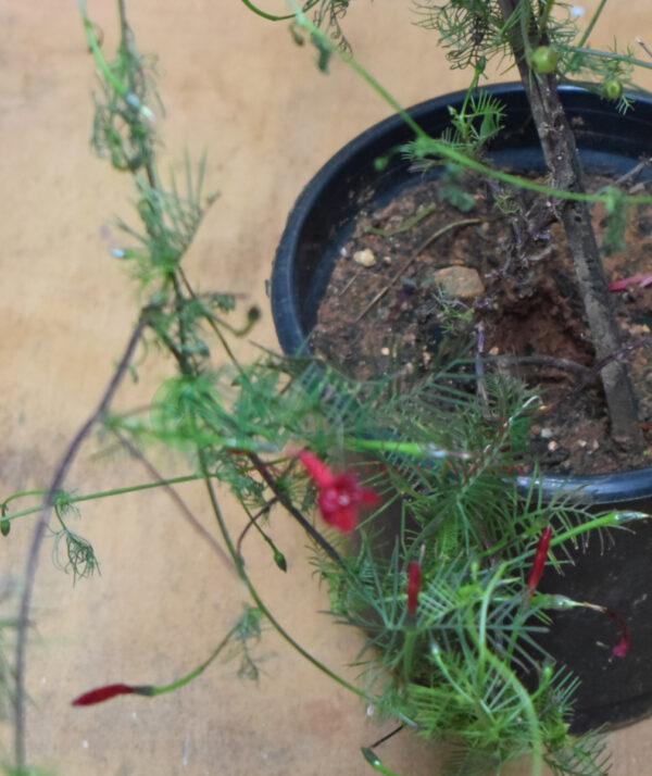 Cypress vine - Red - Image 2