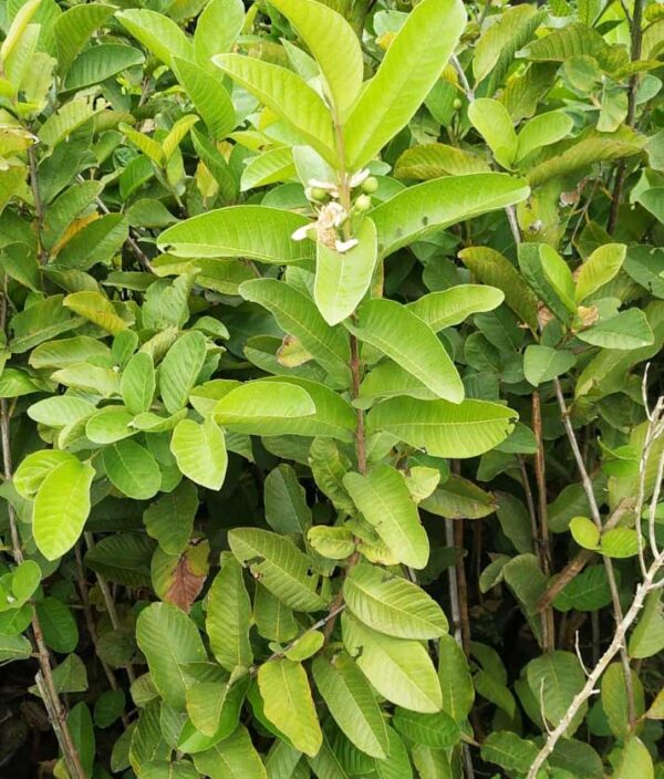 KG guava sapling plant