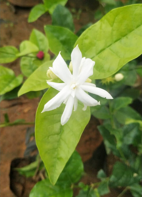 Jasmine Plant - Mysuru Mallige