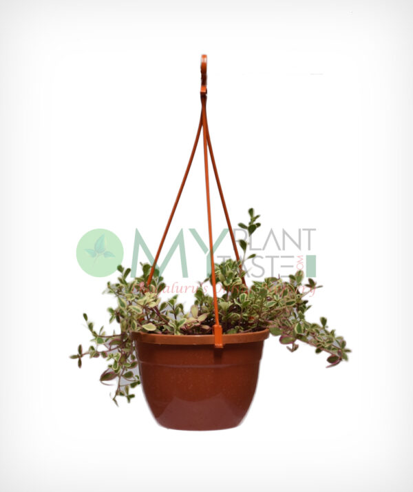 MOSS (TABLE) ROSE Variegated Hanging - Pink
