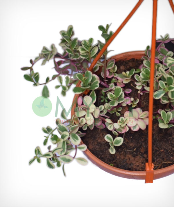 MOSS (TABLE) ROSE Variegated Hanging - Pink - Image 2