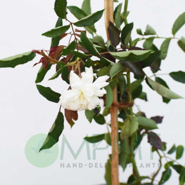 Creeper Rose / Climbing Rose – Plant (White)