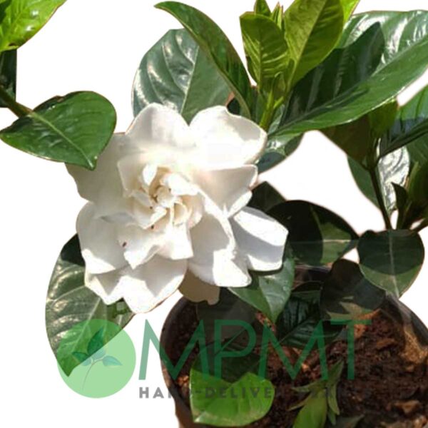Dwarf Gardenia Plant - Image 2