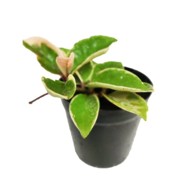 Hoya Plant