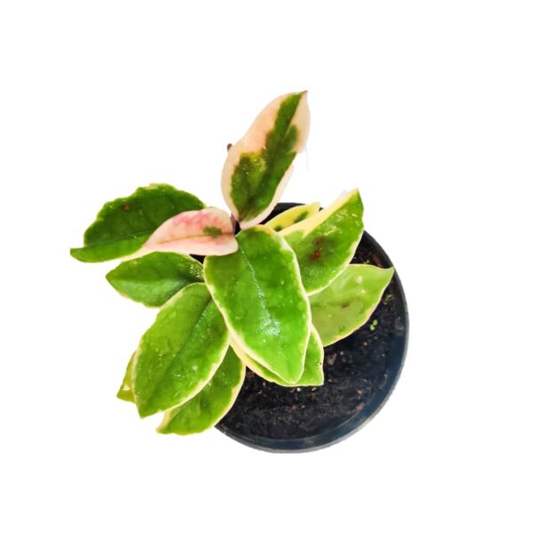 Hoya Plant - Image 2