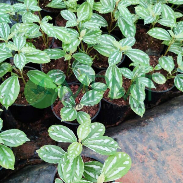 Pilea Cadierei / Aluminum Plant