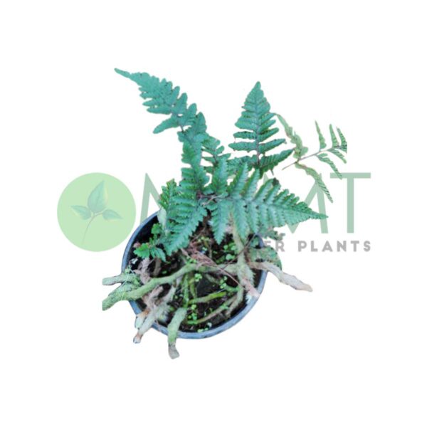 Rabbit-foot-fern
