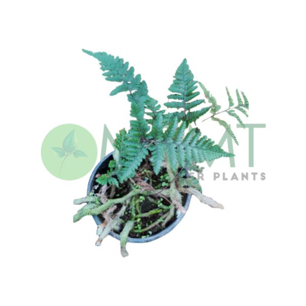 Rabbit-foot-fern