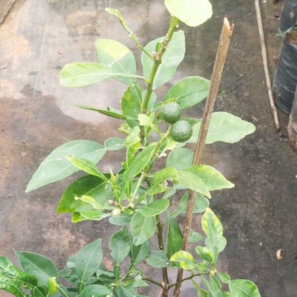 Sweet Orange - Sapling Tree