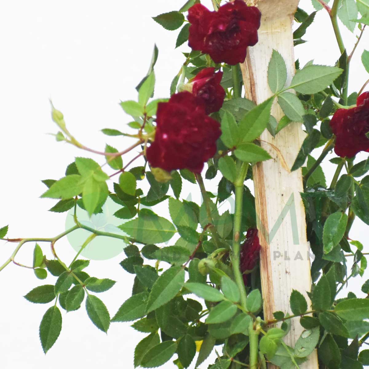creeper rose / climbing rose - plant (red)