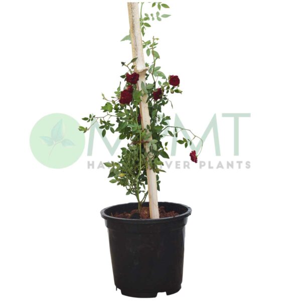 Creeper Rose / Climbing Rose - Plant (Red)