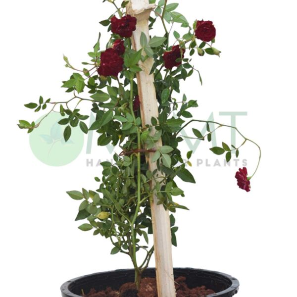 Creeper Rose / Climbing Rose - Plant (Red)