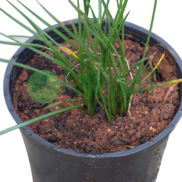 Zefranthus lily / Rain lily - Image 2