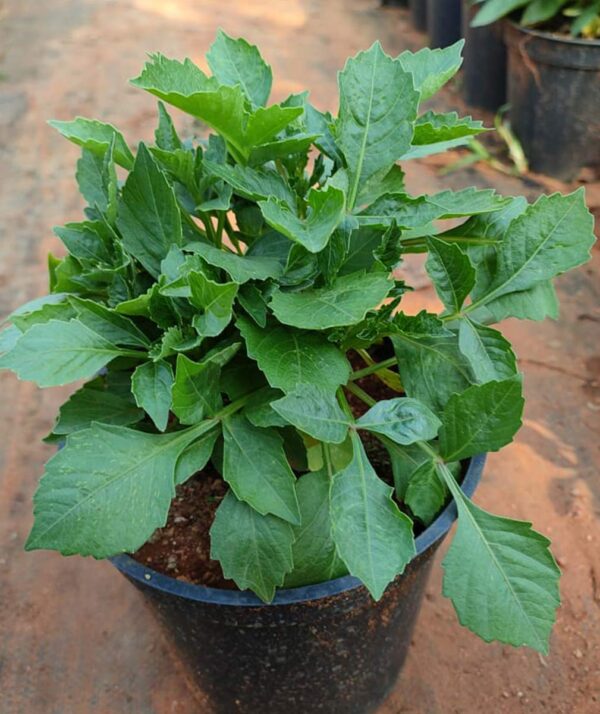 Dahlias Plants - Image 2