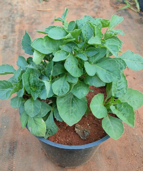 Dahlias Plants - Image 3