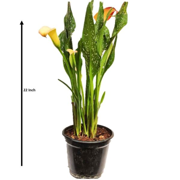 Calla Lily / Zantedeschia