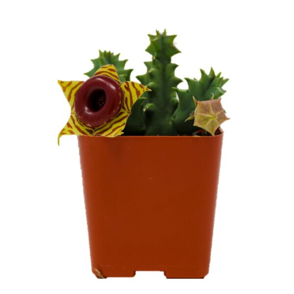 Huernia zebrina